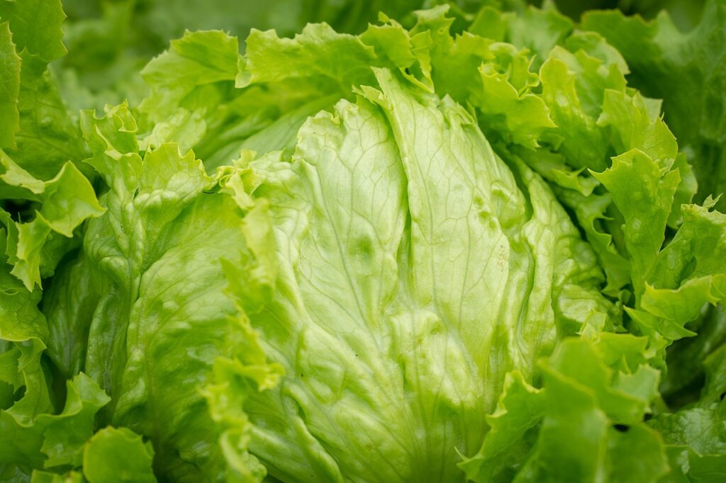 Eisbergsalat frisch vom Feld